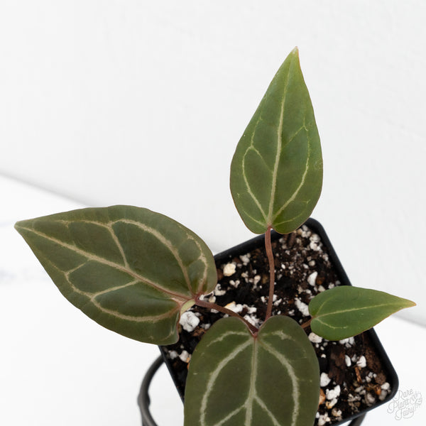 Anthurium Dark & Handsome '9' x Zara '14' by DocBlock® (wk10-U)