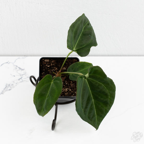 Anthurium Black Widow '43' x Forgetii '57' by DocBlock® (wk10-R)