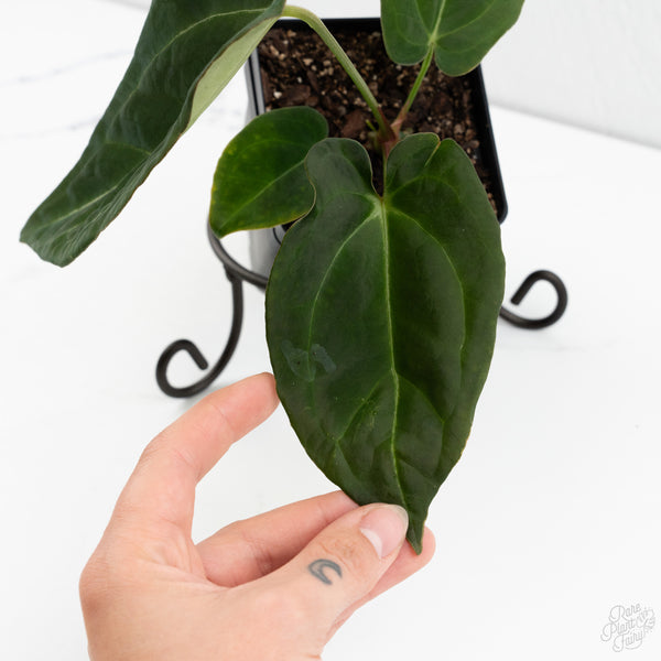 Anthurium Black Widow '43' x Forgetii '57' by DocBlock® (wk10-R)