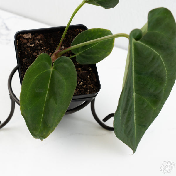 Anthurium Black Widow '43' x Forgetii '57' by DocBlock® (wk10-R)