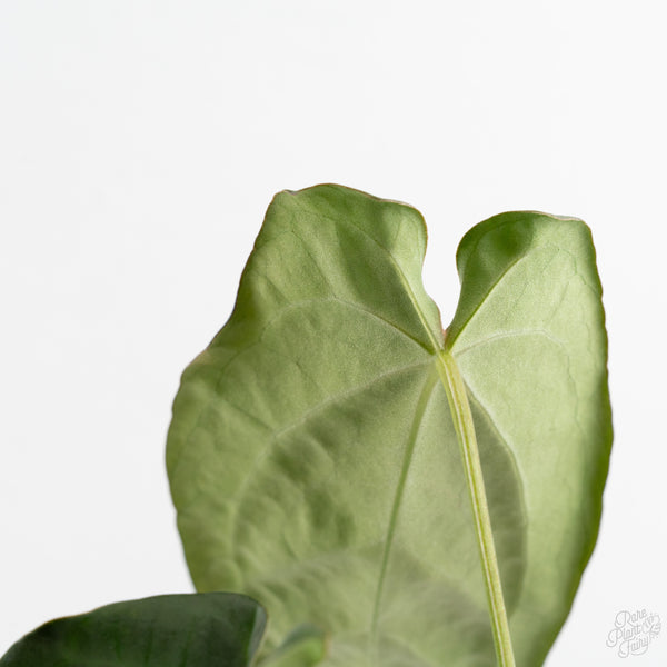 Anthurium Black Widow '43' x Forgetii '57' by DocBlock® (wk10-R)