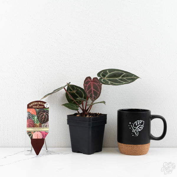 Anthurium Crystal Red '12' x Zara '14' by DocBlock® (wk10-S)