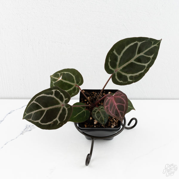 Anthurium Crystal Red '12' x Zara '14' by DocBlock® (wk10-S)