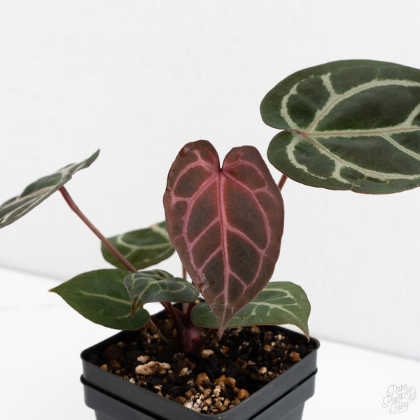 Anthurium Crystal Red '12' x Zara '14' by DocBlock® (wk10-S)
