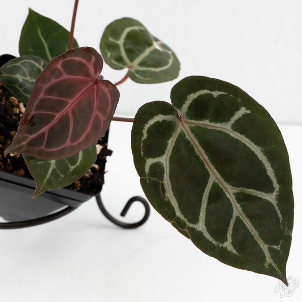 Anthurium Crystal Red '12' x Zara '14' by DocBlock® (wk10-S)