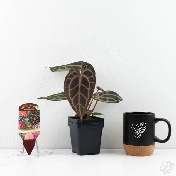 Anthurium Purple Rain '27' x Red Velvet Cake '24' by DocBlock® (wk10-V)