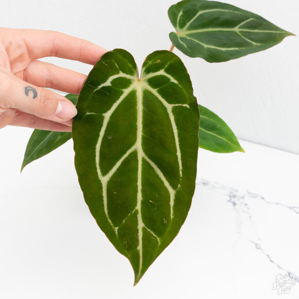 Anthurium F2 x Carlablackiae  by DocBlock® (wk10-T)