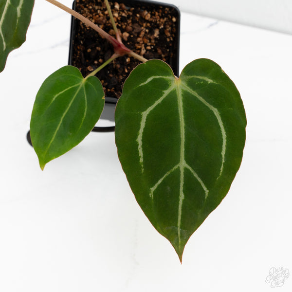 Anthurium F2 x Carlablackiae  by DocBlock® (wk10-T)