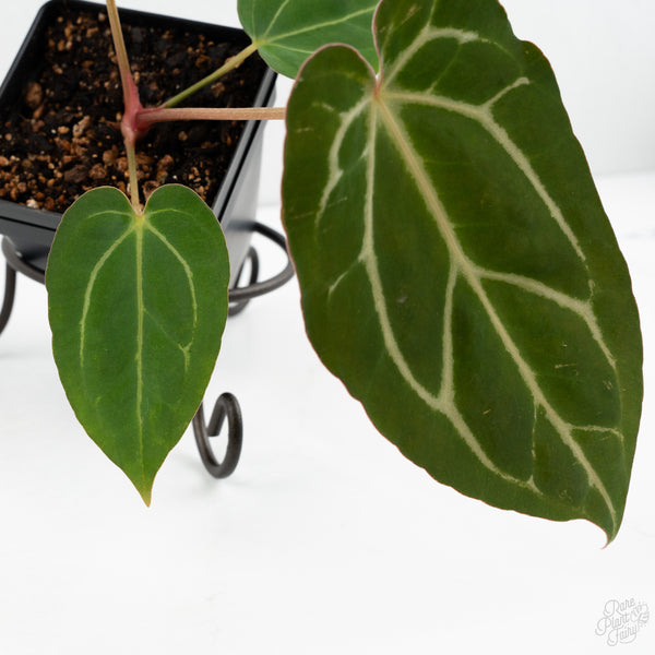 Anthurium F2 x Carlablackiae  by DocBlock® (wk10-T)