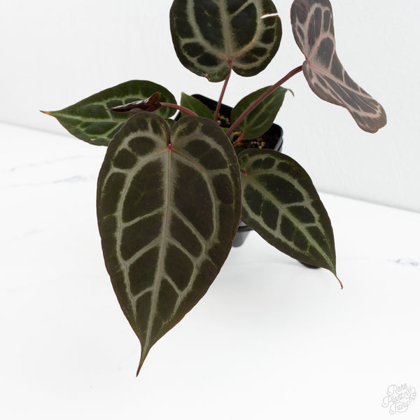 Anthurium Purple Rain '27' x Red Velvet Cake '24' by DocBlock® (wk10-V)