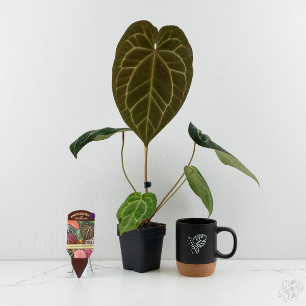 Anthurium Zara '14' x Black Widow '13' by DocBlock® (wk8-B)
