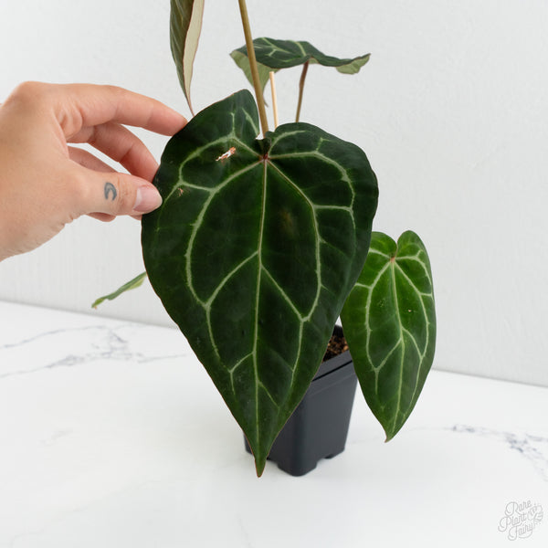 Anthurium Zara '14' x Black Widow '13' by DocBlock® (wk8-B)