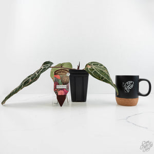 Variegated Anthurium Zara '14' x Zara '14' by DocBlock® (wk17-UT)