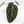 Variegated Anthurium Zara '14' x Zara '14' by DocBlock® (wk17-UT)