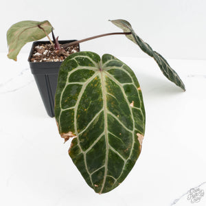 Variegated Anthurium Zara '14' x Zara '14' by DocBlock® (wk17-UT)