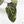 Variegated Anthurium Zara '14' x Zara '14' by DocBlock® (wk17-UT)