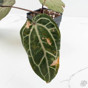 Variegated Anthurium Zara '14' x Zara '14' by DocBlock® (wk17-UT)