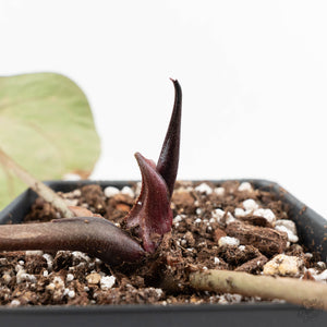 Variegated Anthurium Zara '14' x Zara '14' by DocBlock® (wk17-UT)