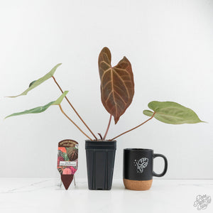 Anthurium Zara '29' x Dark and Handsome '9' by DocBlock® (wk17-S)