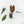 Anthurium Zara '29' x Dark and Handsome '9' by DocBlock® (wk17-S)