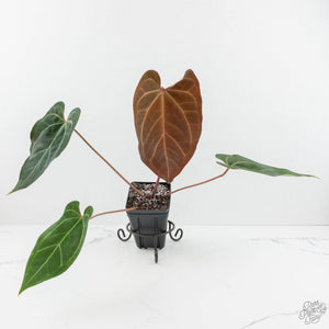 Anthurium Zara '29' x Dark and Handsome '9' by DocBlock® (wk17-S)