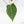 Anthurium Zara '29' x Dark and Handsome '9' by DocBlock® (wk17-S)