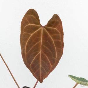 Anthurium Zara '29' x Dark and Handsome '9' by DocBlock® (wk17-S)