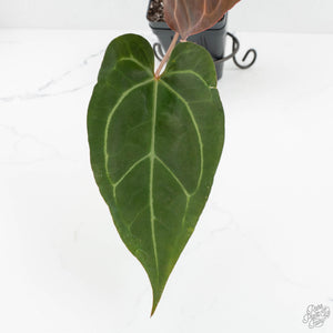 Anthurium Zara '29' x Dark and Handsome '9' by DocBlock® (wk17-S)