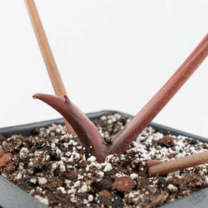 Anthurium Zara '29' x Dark and Handsome '9' by DocBlock® (wk17-S)