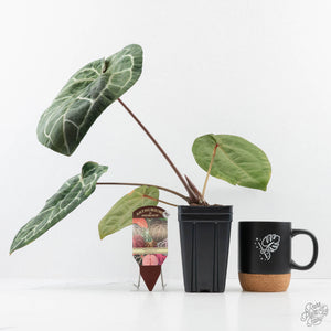 Variegated Anthurium  Zara '29' x  Zara '3' by DocBlock® (wk24-UJ)