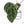 Variegated Anthurium  Zara '29' x  Zara '3' by DocBlock® (wk24-UJ)