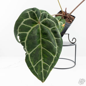 Variegated Anthurium  Zara '29' x  Zara '3' by DocBlock® (wk24-UJ)