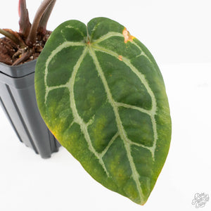 Variegated Anthurium  Zara '29' x  Zara '3' by DocBlock® (wk24-UJ)