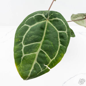 Variegated Anthurium  Zara '29' x  Zara '3' by DocBlock® (wk24-UJ)