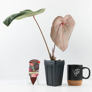 Variegated Anthurium  Zara '29' x  Zara '3' by DocBlock® (wk32-UJ)