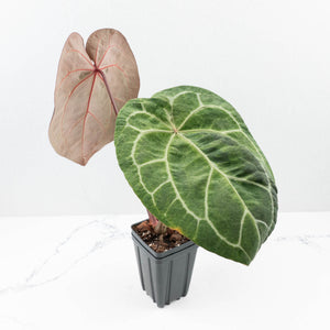 Variegated Anthurium  Zara '29' x  Zara '3' by DocBlock® (wk32-UJ)