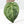 Variegated Anthurium  Zara '29' x  Zara '3' by DocBlock® (wk32-UJ)