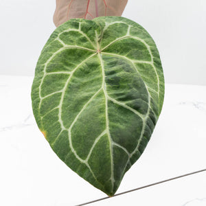 Variegated Anthurium  Zara '29' x  Zara '3' by DocBlock® (wk32-UJ)