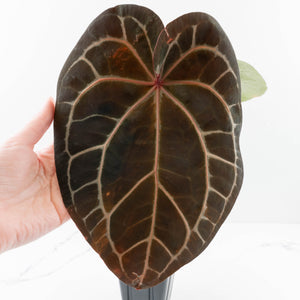 Variegated Anthurium  Zara '29' x  Zara '3' by DocBlock® (wk32-UJ)