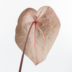 Variegated Anthurium  Zara '29' x  Zara '3' by DocBlock® (wk32-UJ)