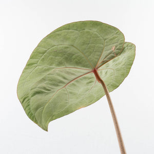 Variegated Anthurium  Zara '29' x  Zara '3' by DocBlock® (wk32-UJ)