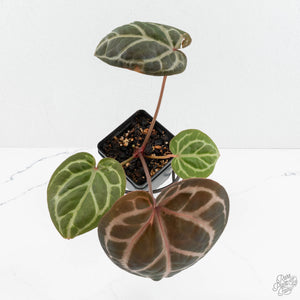 Anthurium Zara '31' x Zara '14' by DocBlock® (wk17-H)