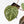 Anthurium Zara '31' x Zara '14' by DocBlock® (wk17-H)