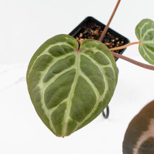 Anthurium Zara '31' x Zara '14' by DocBlock® (wk17-H)