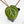 Anthurium Zara '31' x Zara '14' by DocBlock® (wk17-H)