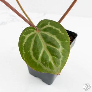 Anthurium Zara '31' x Zara '14' by DocBlock® (wk17-H)