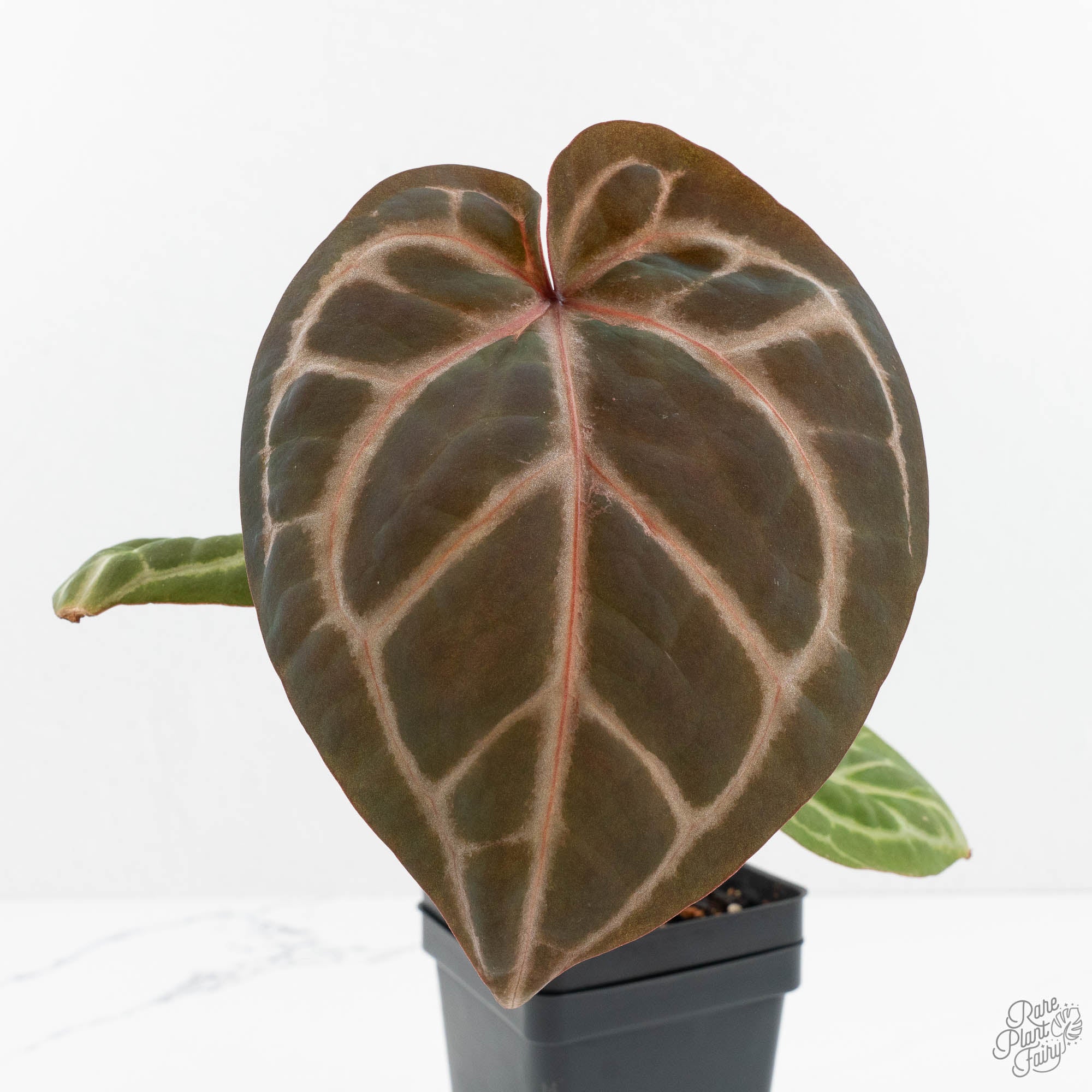 zara plant pots Anthurium Zara '31' x Zara '14' by DocBlock (wk17-H)