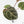 Anthurium Zara '31' x Zara '14' by DocBlock® (wk17-H)