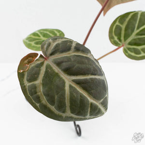 Anthurium Zara '31' x Zara '14' by DocBlock® (wk17-H)