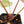 Anthurium Zara '31' x Zara '14' by DocBlock® (wk17-H)